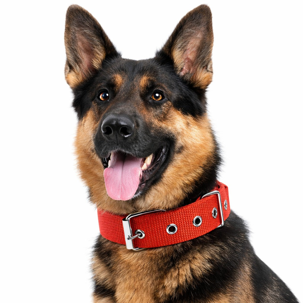 Solid Nylon Dog Collar